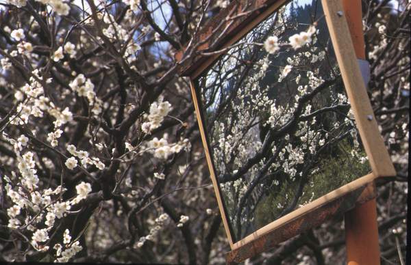 ume w lustrze